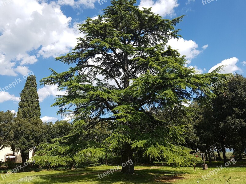 Cedar Cedrus Tuscany Seed Plant Ancient