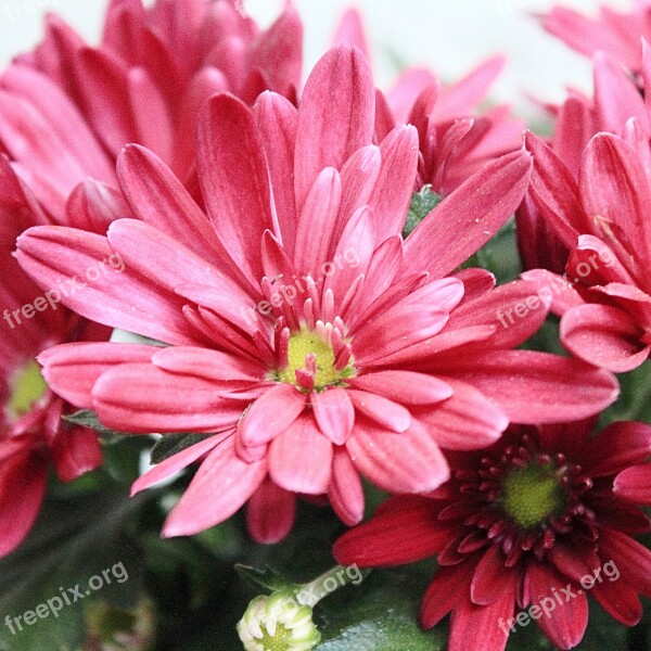 Aster Blossom Bloom Red Flower