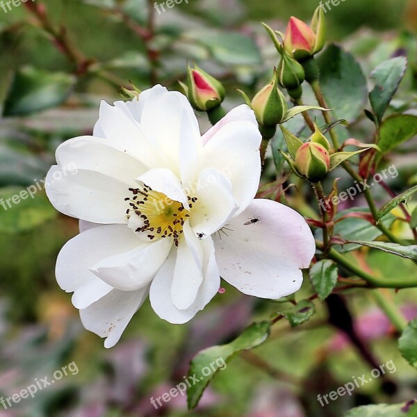 Bush Rose Bud Bush Rose Bloom