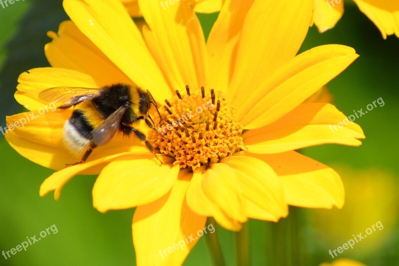 Blossom Bloom Hummel Insect Close Up