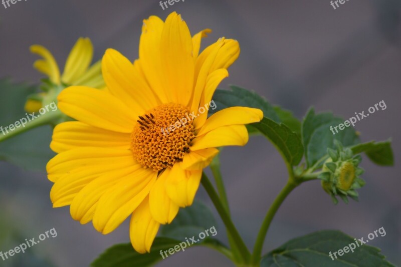 Blossom Bloom Yellow Yellow Flower Public Record