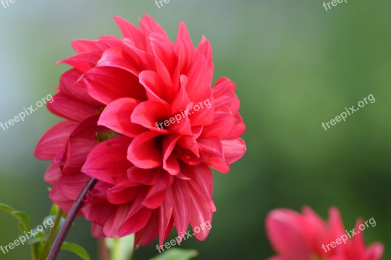 Dahlia Red Summer Flower Flower Garden