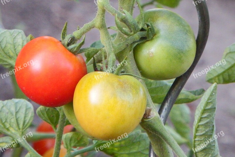 Tomatoes Red Vegetables Food Trusses