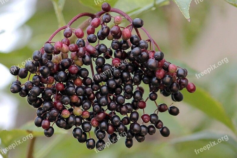 Elder Elderberries Black Elderberry Berries Holder Bush