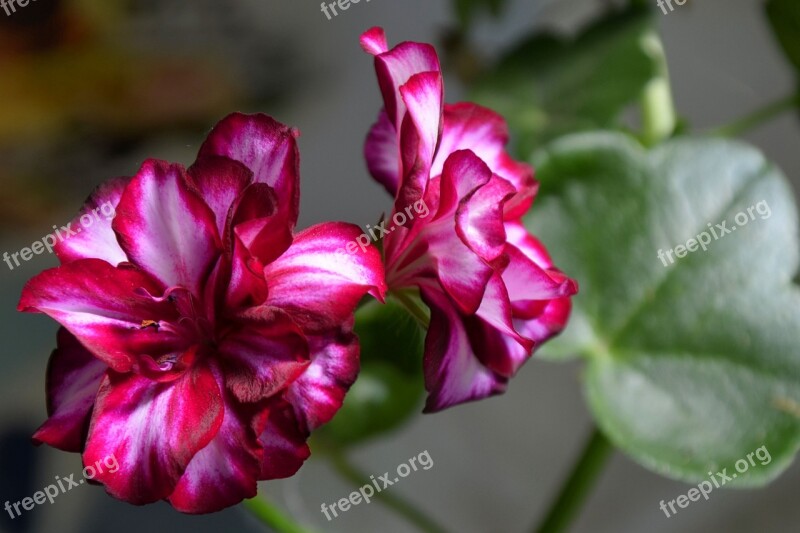 Edelgeranie Geranium Blossom Bloom Balcony Plant