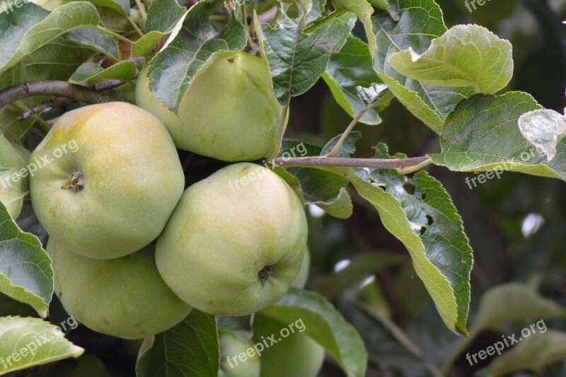 Apple Apple Tree Fruit Kernobstgewaechs Green Apple