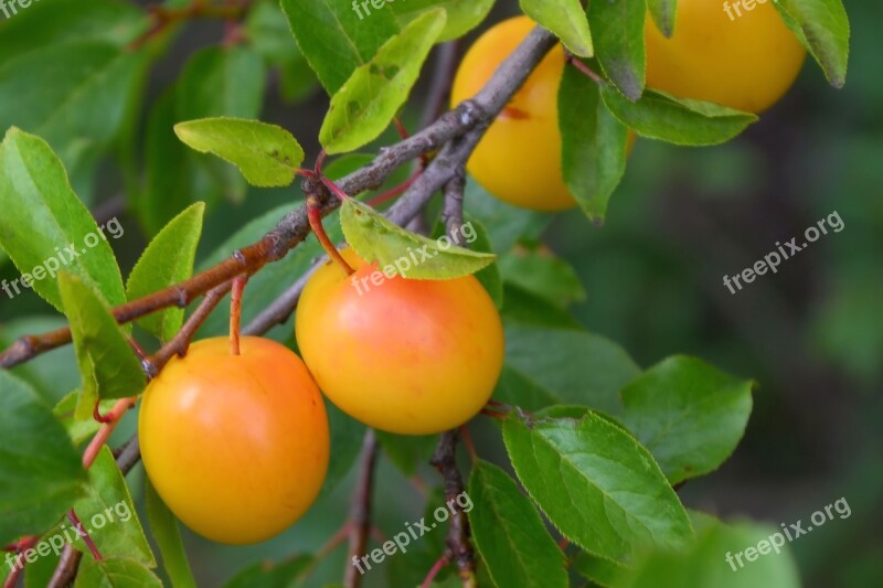 Yellow Plums Fruit Fruits Delicious Ripe