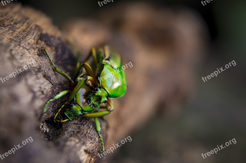 Love Beetles Insects Reproduction Sex