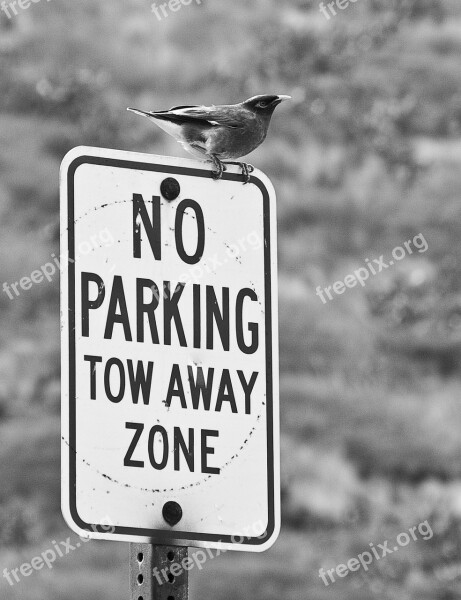 Bird Perch Sign No Parking Perched