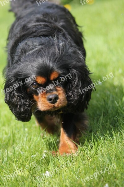 King Charles Cavalier Spaniel Cute Adorable Spaniel Charles