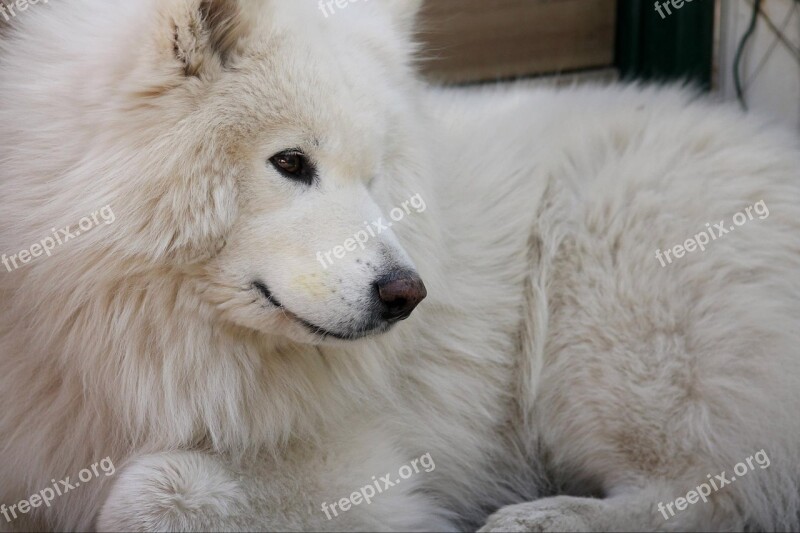 Dog Samoyed Animal Pet Cute