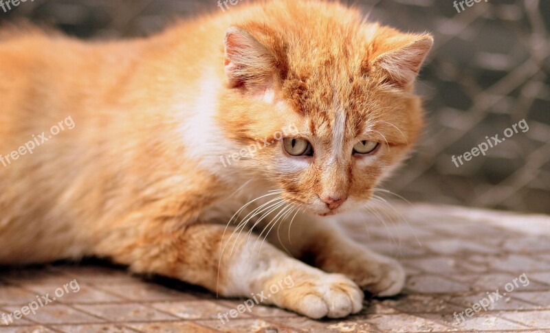 Cat Orange Yellow Green Eyes Portrait