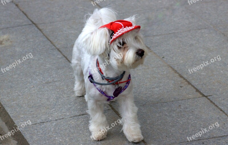 Dog Bichón White Cap Cute