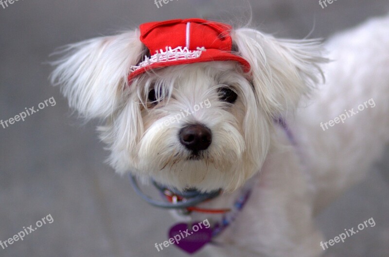 Dog Bichón White Cap Cute