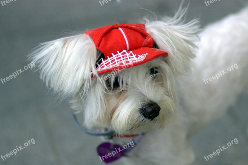 Dog Bichón White Cap Cute