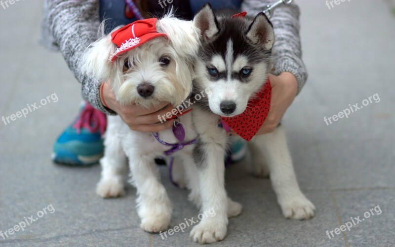 Dog Husky Bichón Pair White