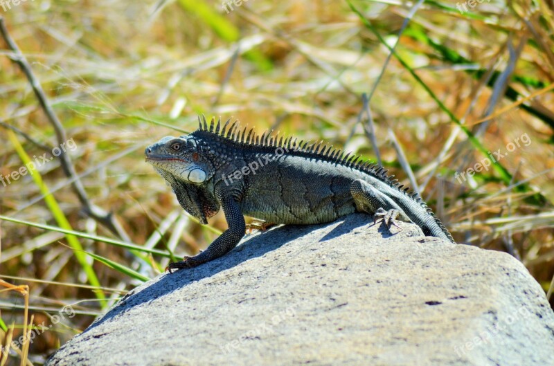 Iguana Reptile Lizard Animal Fauna