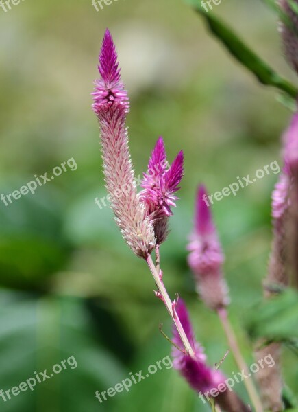 Flower Wild Flowers Purple Flowers Nature Wild