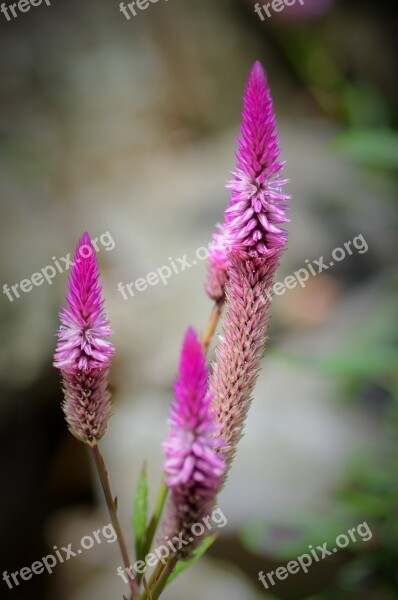 Flower Wild Flowers Purple Flowers Nature Wild