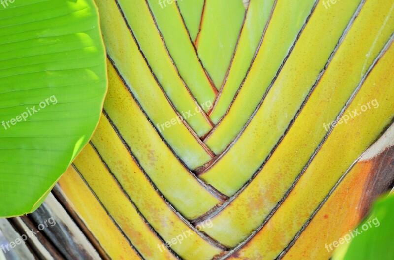 Banana Yellow Plants Tree Green