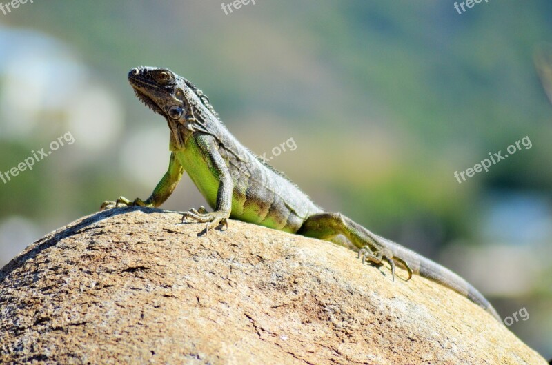 Iguana Reptile Lizard Animal Fauna