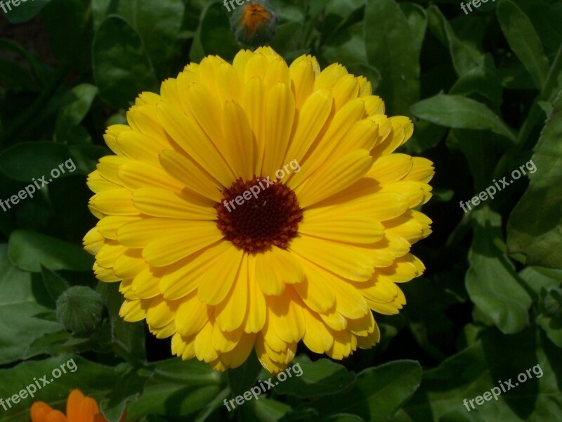 Flowers Yellow Yellow Flowers Petals Yellow Flower