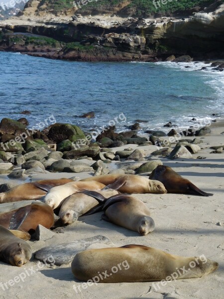 Beach Coast Ocean Diego San