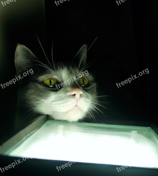 Gata Light Look Dark Pet