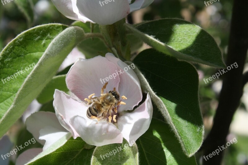 Bee Quince Blossom Bloom Fruit Tree