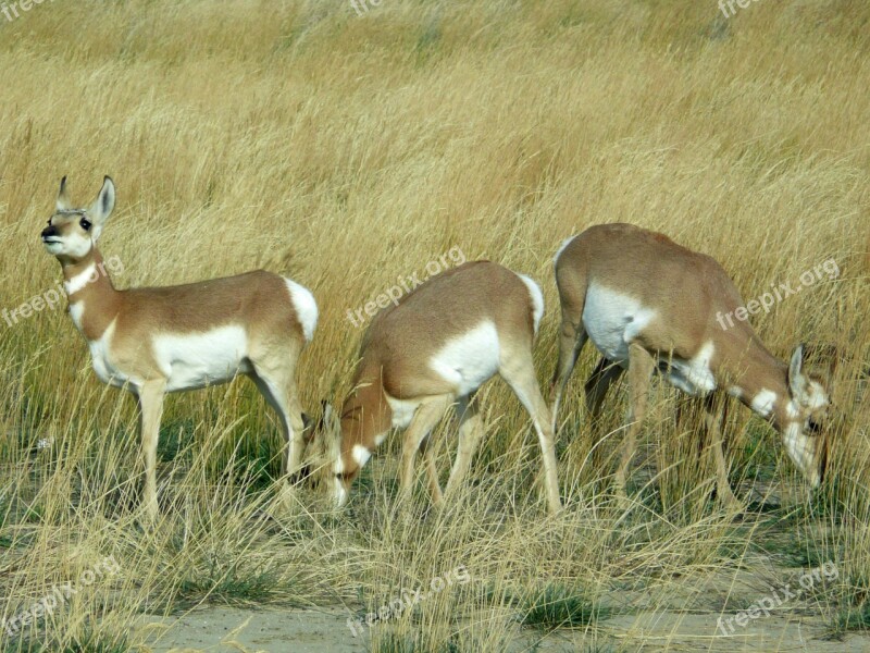 Antelope West Prairie Nature Wild