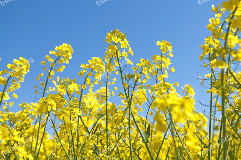 Canola Summer Field Landscapes Bed