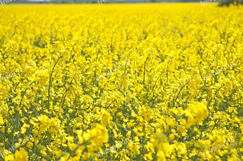 Canola Summer Field Landscapes Bed