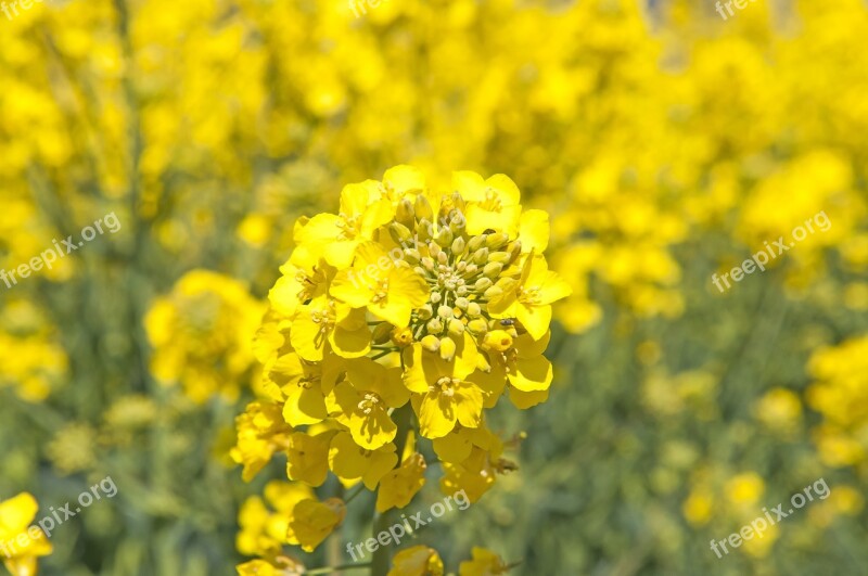 Canola Summer Field Landscapes Bed