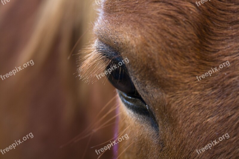 Horse Animal Nature Mammal Mare