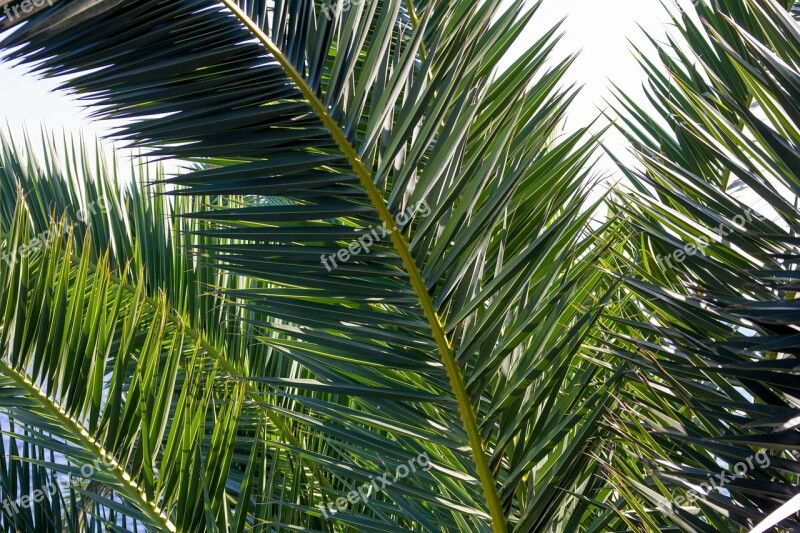 Palm Closeup Green Leaf Palm Leaves