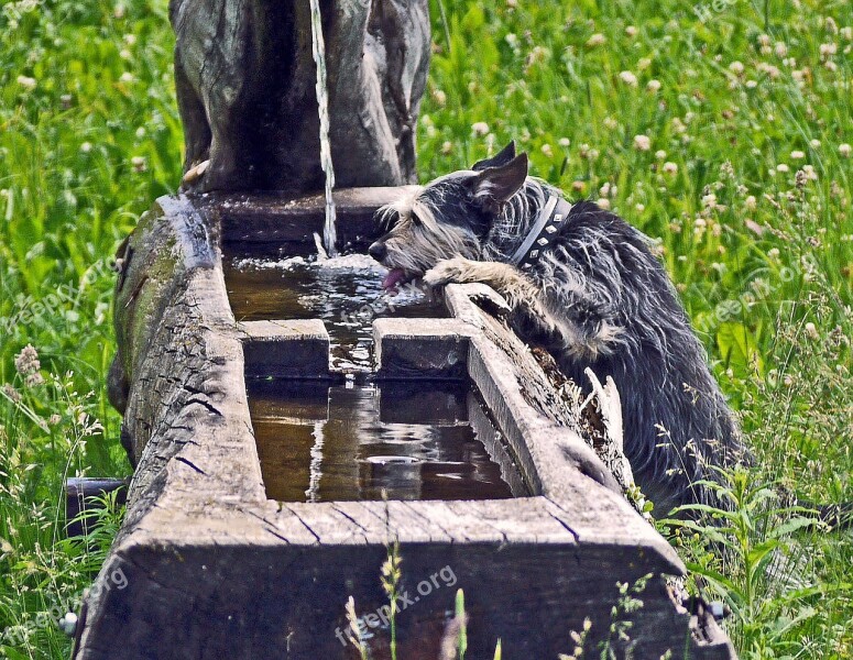 Fountain Thirst Terrier Water Jet Log