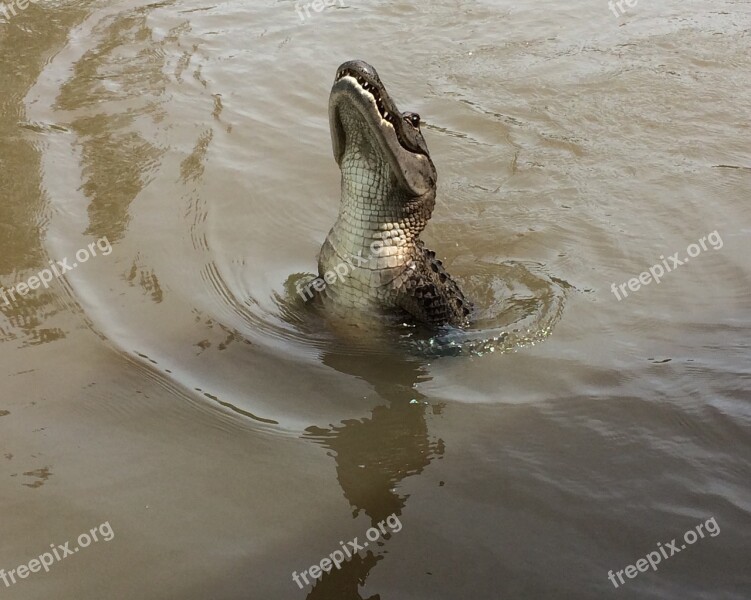 Gator Swamp Alligator Florida Teeth