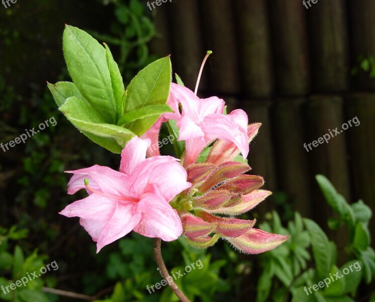 Azalea Pink Blossom Bloom Close Up