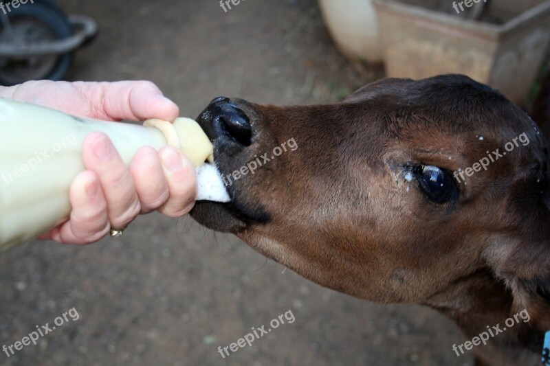 Calf Hand Rear Bottle Milk Teat