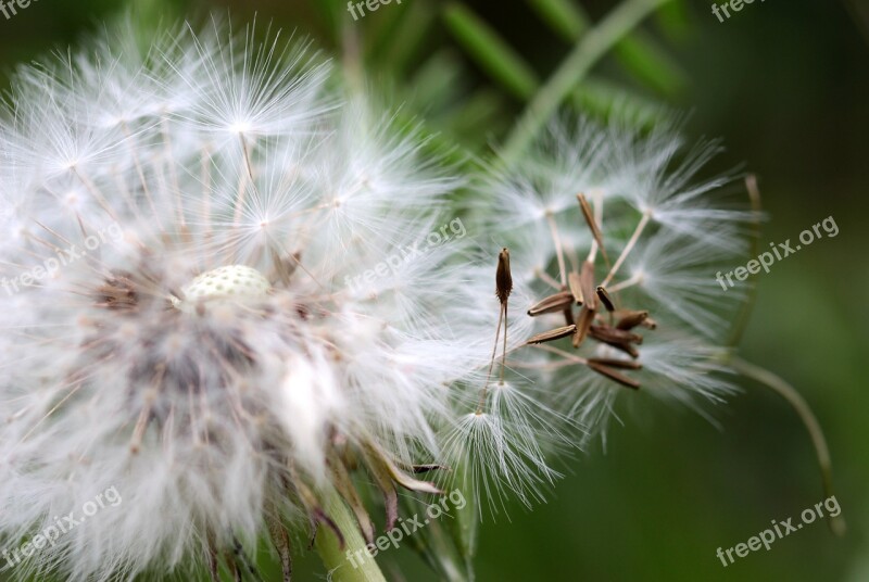 Dandelion Flying Seeds Seeds Flower Pointed Flower