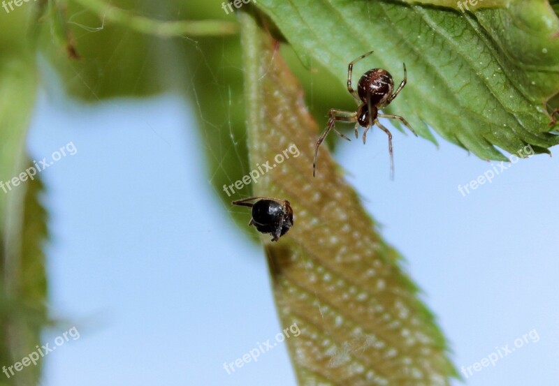 Spider Small Spider Shine Spider Hypsosinga Pygmaea Garden Spider