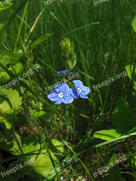 Grass Greens May Spring Veronica Dubravnaya