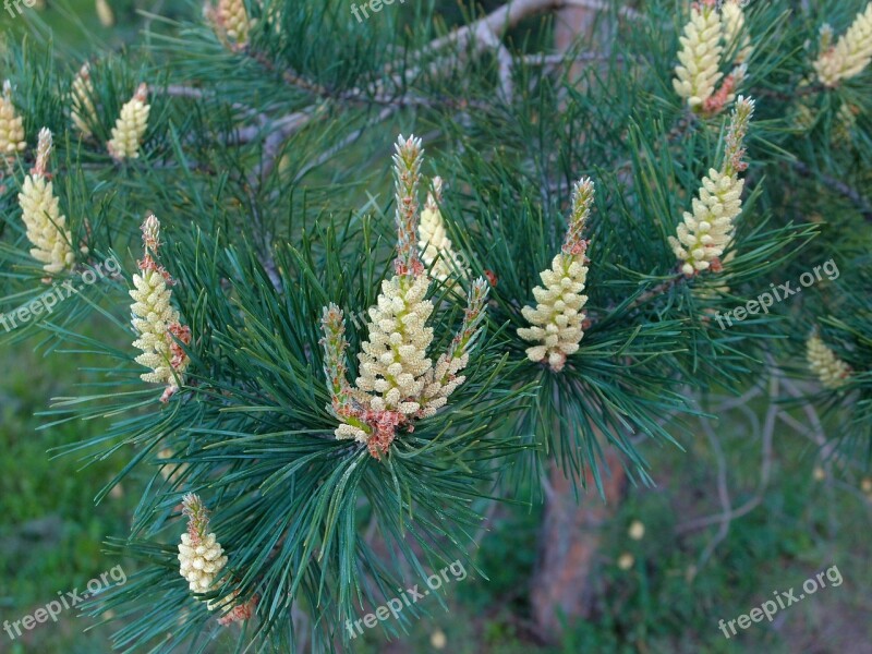 Pine Needles Flowers Pine Flowers Blooming Pine