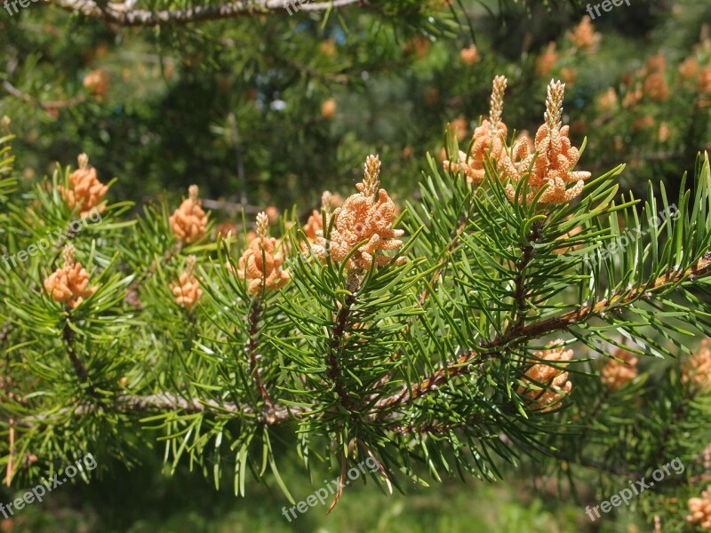 Pine Needles Flowers Pine Flowers Blooming Pine