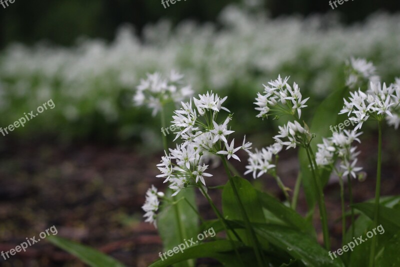 Floral Nature Rain Flower Natural