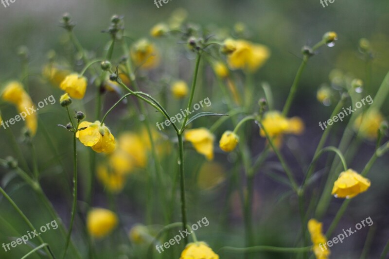 Floral Nature Rain Flower Natural