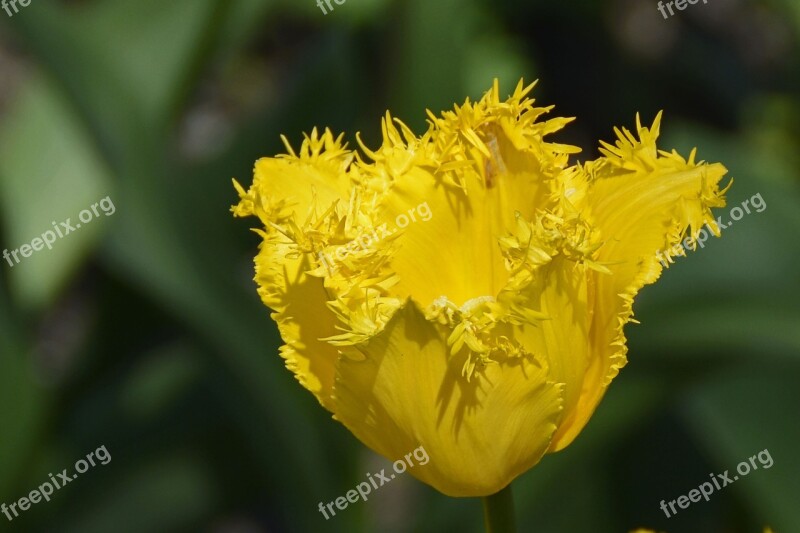 Tulip Tulpenbluete Blossom Bloom Flowers