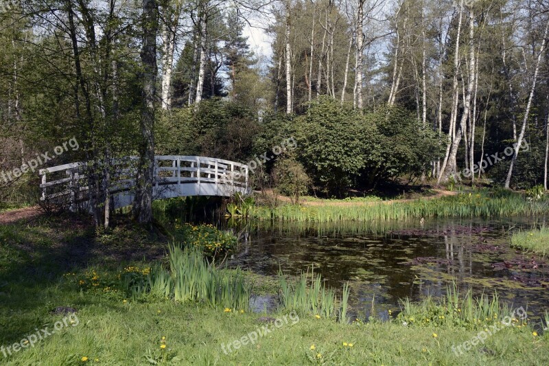 Lily Pond Pond Lily Pad Water Nature