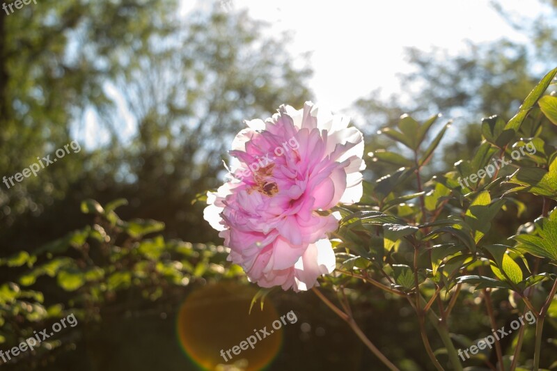 Bush Peony Sun Green Nature