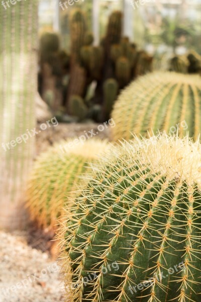 Cactus Mother-in-law Chair Prickly Desert Plant